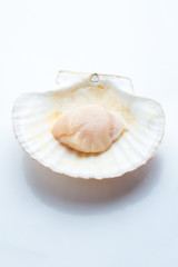 Scallop in seashell on white background.