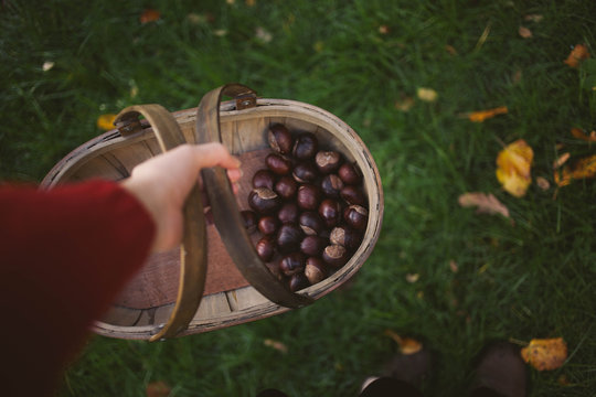 Collecting autumn