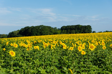 Obraz premium Sonnenblumenfeld