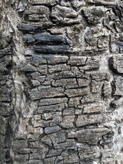 Pattern of Gray color of bark. the tough, protective outer sheath of the trunk, branches, and twigs of a tree or woody shrub.