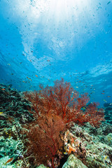 Fototapeta na wymiar イソバナと珊瑚礁