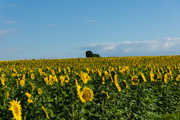 Sonnenblumenfeld