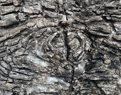 Pattern of Gray color of bark and gnarl look like a Female genitalia. the tough, protective outer sheath of the trunk, branches, and twigs of a tree or woody shrub.