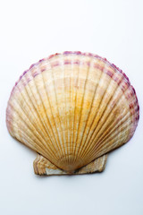 Shell scallop.