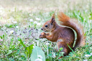 funny red squirrel sitting in green grass and holding nut. closeup view.