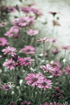 Magenta daisies in green grass fading into a pale distance