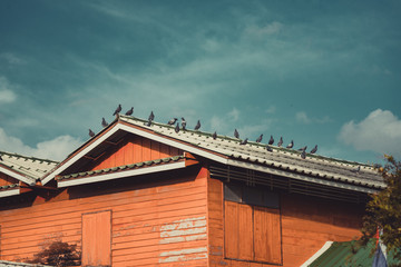 Fototapeta na wymiar Many grey Pigeons Sitting on the Roof on a Sunny Day. vintage tone.