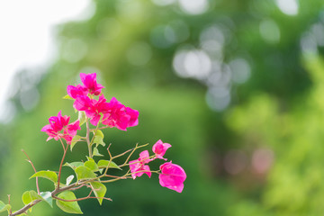 Pink Bougainvillea flower or Paper Flower with leaves in the garden.