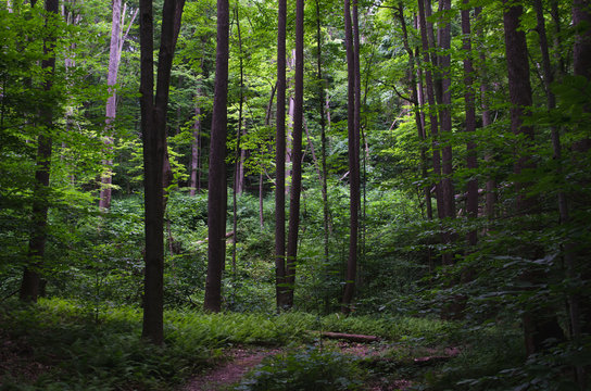 Trees forest