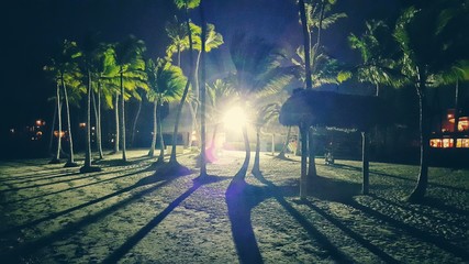 Tropical night on the beach. Punta Cana palm trees