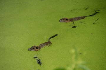Bisamratten beim Spielen in einem Teich mit Wasserpflanzen 