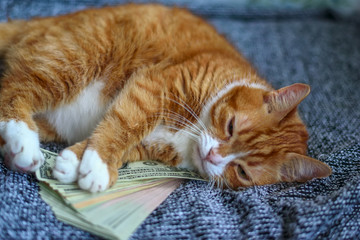 The cat lies on a bundle of money