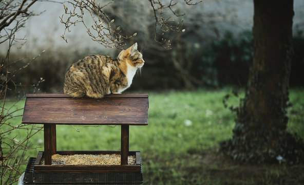 Cat laying in ambush on wooden feeder waiting for birds to come