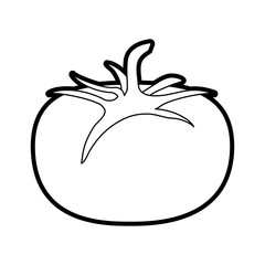 tomato vector illustration