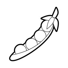 peas vector illustration