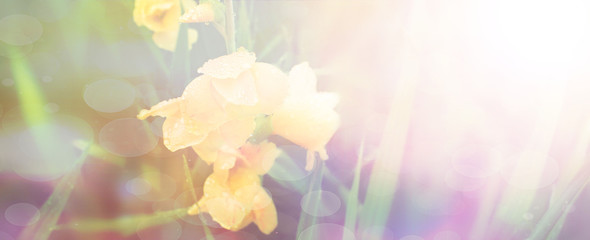 Fototapeta na wymiar Yellow flowers in the garden in the sun