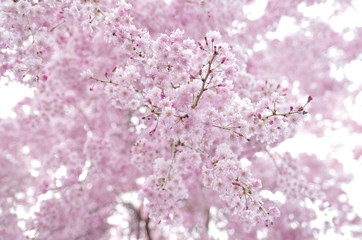 満開の枝垂れ桜