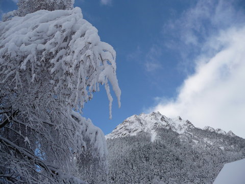 Neige