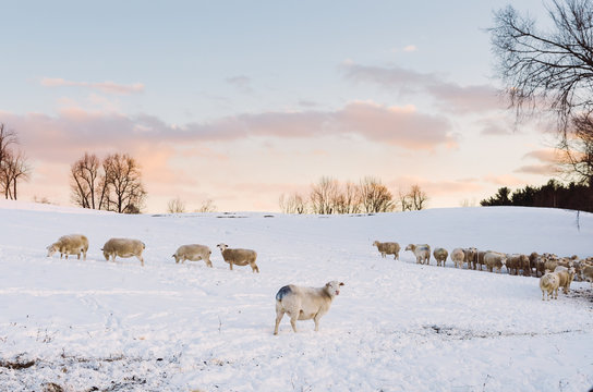 sheep grazing in the snow