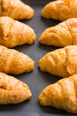 Croissants are in tray after leaving the oven for Served customers in breakfast.