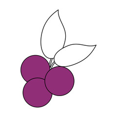 grapes vector illustration