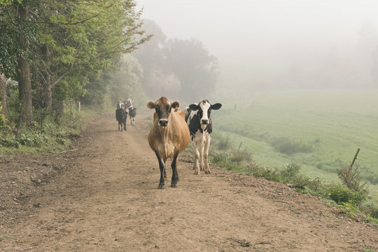 cows at dawn