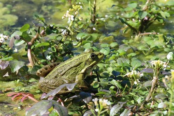 La grenouille verte