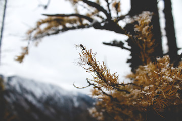 First snow