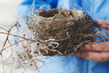 The side of an empty bird nest made by barn sparrows