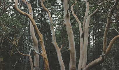 Spooky arbutus tree trunks