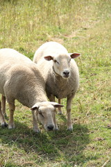 Obraz na płótnie Canvas zwei Schafe