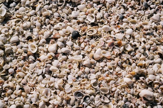 Sea shells on the sea shore.