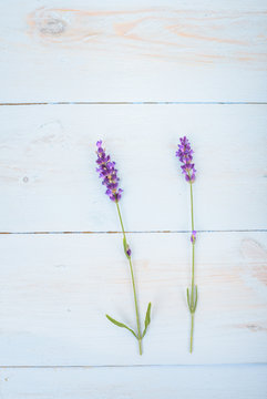 Lavender flowers on light blue wooden background. 