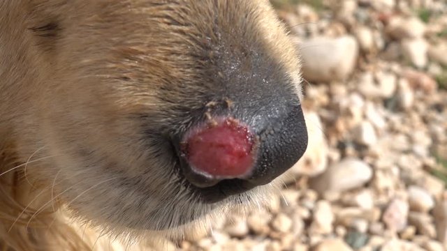 Close up injured nose of a dog