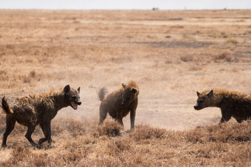 Hyenas fighting one another, at Ngorongoro Crater in Tanzania.