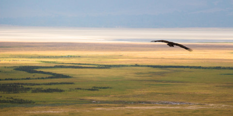 A lone eagle soars high above the Ngorongoro Crater in Tanzania.