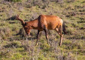 Wild living Red Hartebeests  at Addo Elephant Park in South Africa