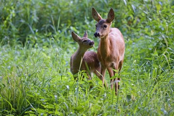 Capreolus capreolus, female Roe Deer and young fawn- baby deer in wild nature.  Wildlife animals. Europe, Slovakia.