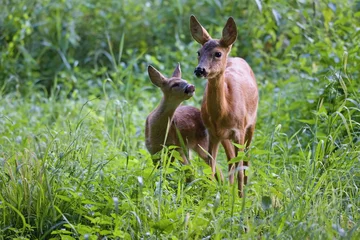 Fotobehang Ree Capreolus capreolus, female Roe Deer and young fawn- baby deer in wild nature.  Wildlife animals. Europe, Slovakia.  © Branislav