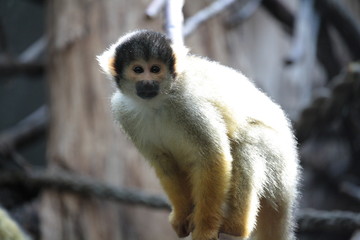 Singe