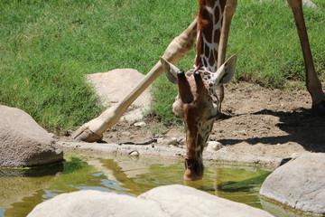 Giraffe Drinking Water