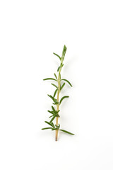 Fresh rosemary sprigs or Rosmarinus officinalis on white