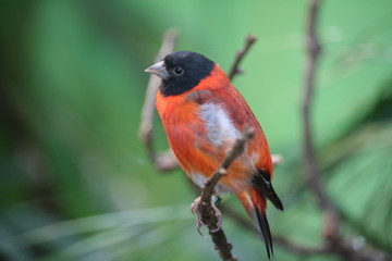 Oiseau