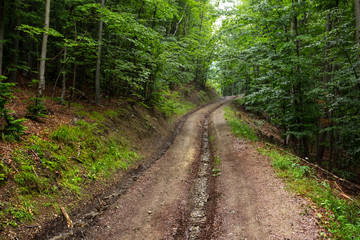 road through  a forest on a mount slope