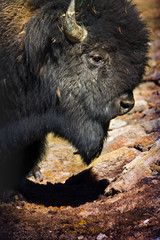 Fototapeta premium bisonte