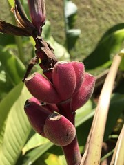 Exotic mini red banana with green leaves in northern part of Thailand. 