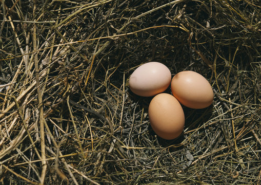 three eggs in the nest