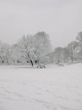 The snow tree