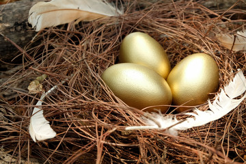 Golden Eggs in nest