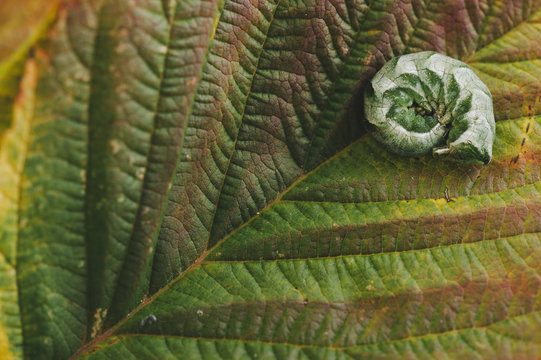 Caterpillar on leaf